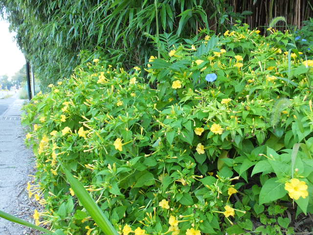 a0271502_13322279.jpg