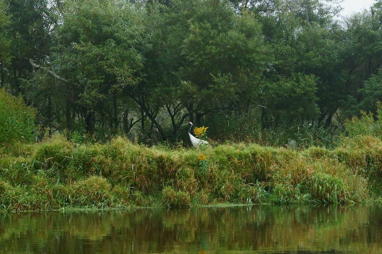 釧路湿原をカヌーで下る_b0225108_0471393.jpg