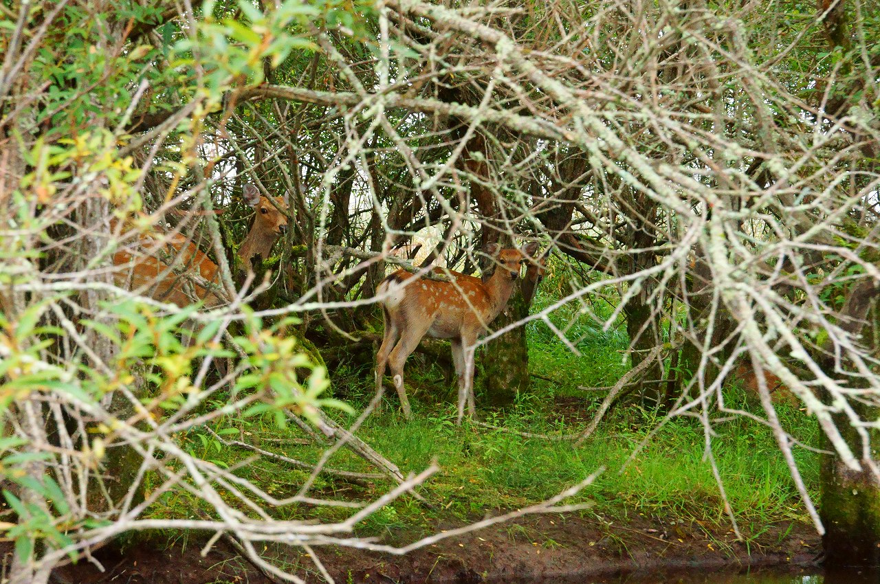 釧路湿原をカヌーで下る_b0225108_0472534.jpg