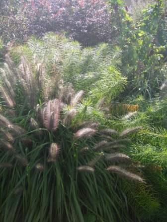 ペニセタム アロペキュロイデス ようこそ グリーンマーケットへ