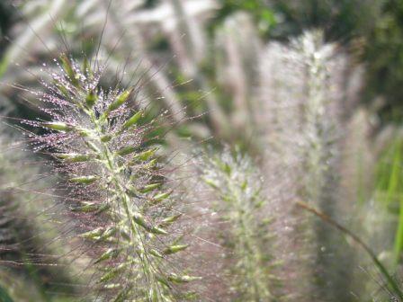 ペニセタム アロペキュロイデス ようこそ グリーンマーケットへ