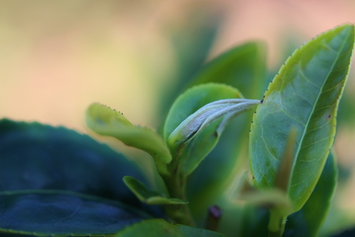 三度目の紅茶製造!_b0220318_104378.jpg