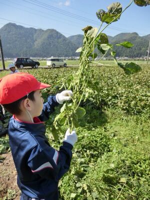 南中山小学校様の枝豆収穫体験☆_e0061225_11555229.jpg