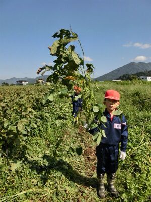 南中山小学校様の枝豆収穫体験☆_e0061225_11555355.jpg