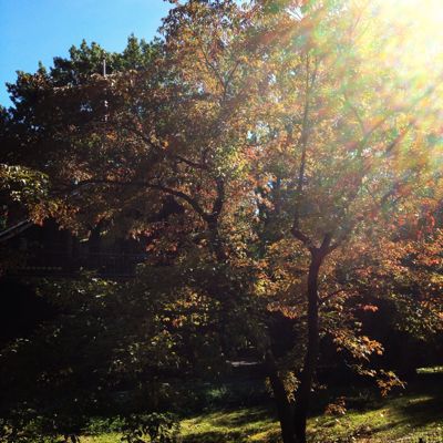 風は秋色♪セントラルパークで_f0095325_674772.jpg