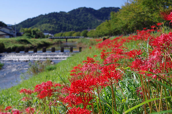 曼珠沙華のふるさと・南部町_f0007926_1182032.jpg