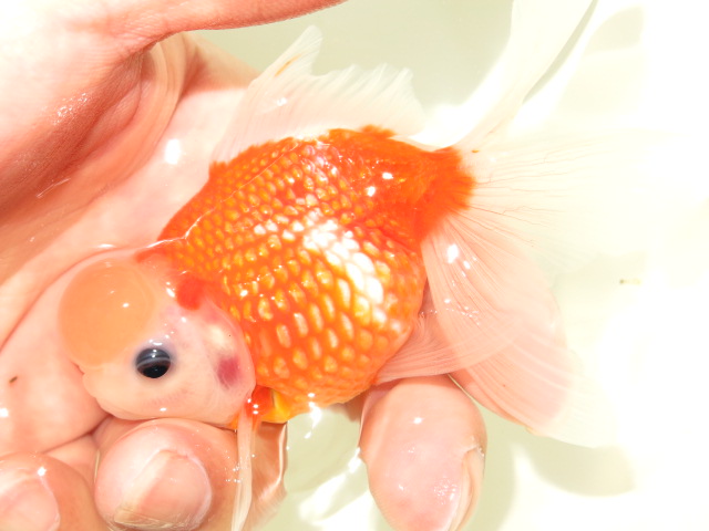 黒目ちゃん可愛いでしょ フルタニ金魚倶楽部blog