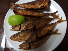 c0097838_1511518.jpg