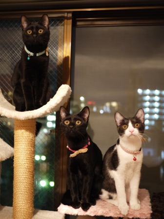 中秋の名月猫 ぎゃぉすてぃぁらみるきぃ編。_a0143140_2354159.jpg