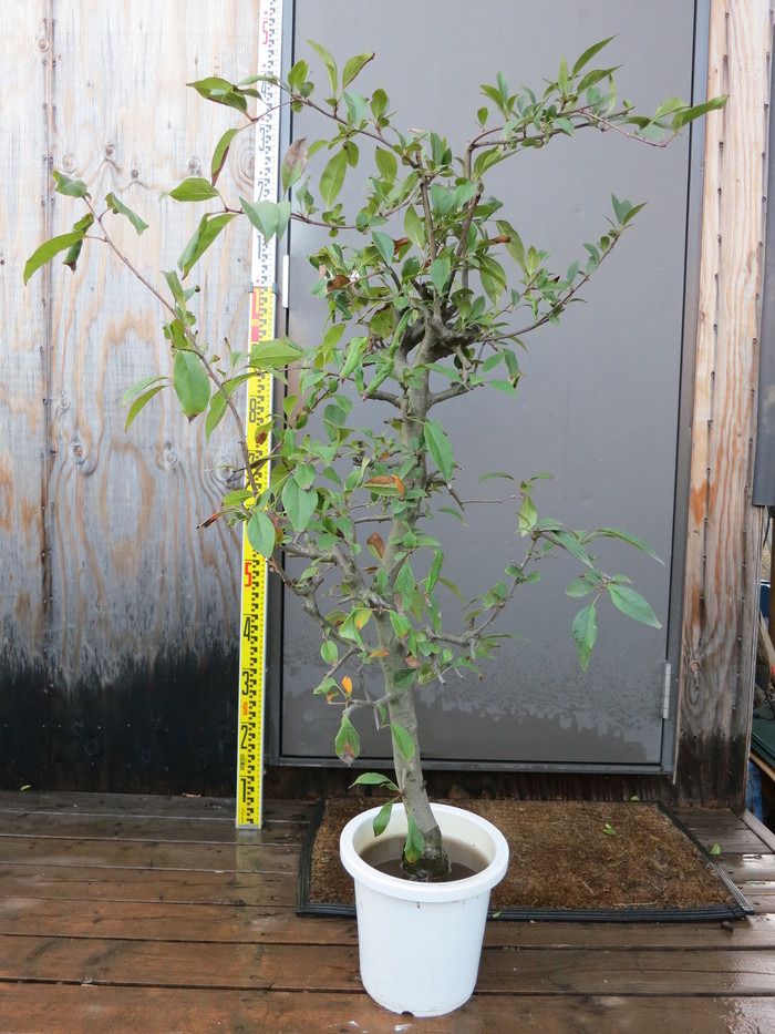 ハナカイドウ 花海棠　販売 画像 写真 価格 値段 庭木 安行 植木 シンボルツリー_a0254743_18503273.jpg