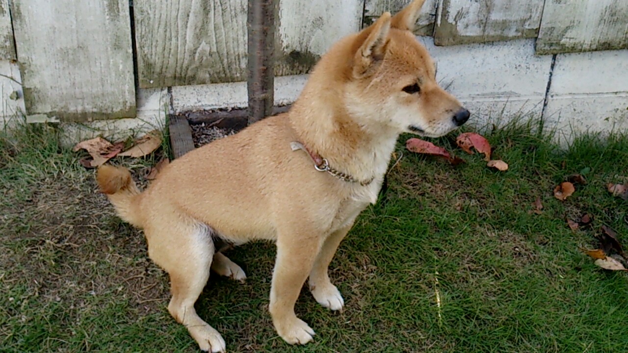 e0125044_2015125.jpg