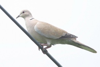 埼玉県の鳥 シラコバト あの町この町 埼玉県の鳥 シラコバト あの町この町