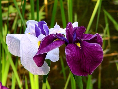 東京都渋谷区の花 ハナショウブ あの町この町