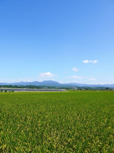 砂田米　今年も順調!!稲穂が黄金色に色付きました！_a0254656_1642356.jpg