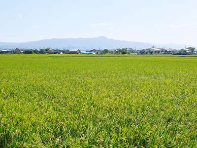 砂田米 今年も順調!!稲穂が黄金色に色付きました!_a0254656_16463159.jpg