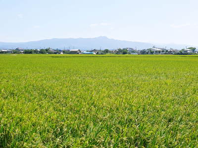 砂田米　今年も順調!!稲穂が黄金色に色付きました！_a0254656_16463159.jpg