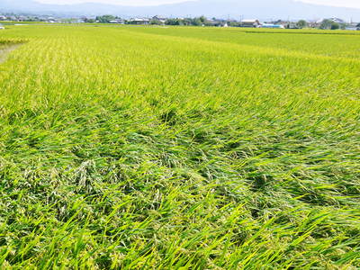 砂田米 今年も順調!!稲穂が黄金色に色付きました!_a0254656_17122431.jpg