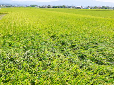 砂田米　今年も順調!!稲穂が黄金色に色付きました！_a0254656_17122431.jpg