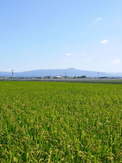 砂田米 今年も順調!!稲穂が黄金色に色付きました!_a0254656_1716185.jpg