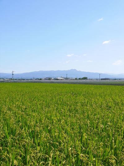 砂田米　今年も順調!!稲穂が黄金色に色付きました！_a0254656_1716185.jpg