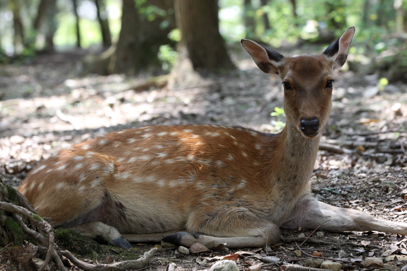 奈良公園の鹿です　その２_c0272958_220568.jpg