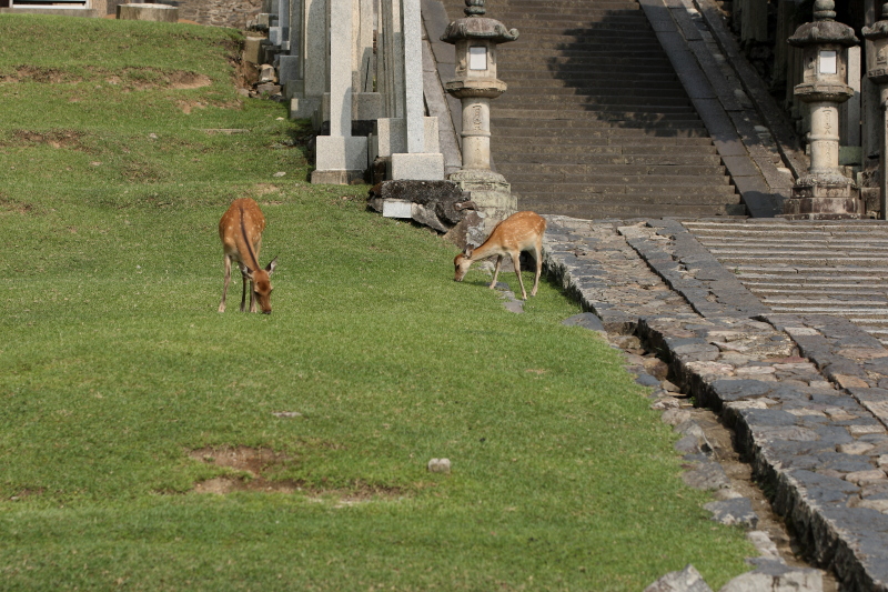 奈良公園の鹿です　その２_c0272958_2212764.jpg