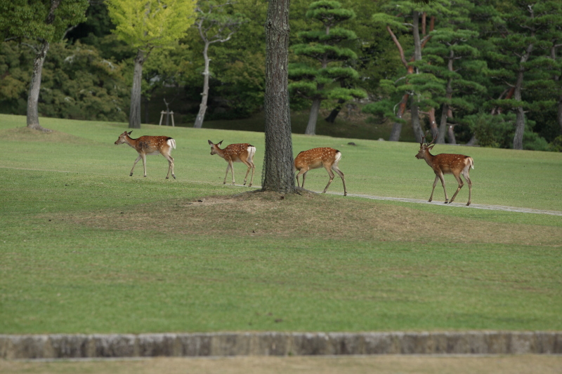 奈良公園の鹿です　その２_c0272958_2241626.jpg