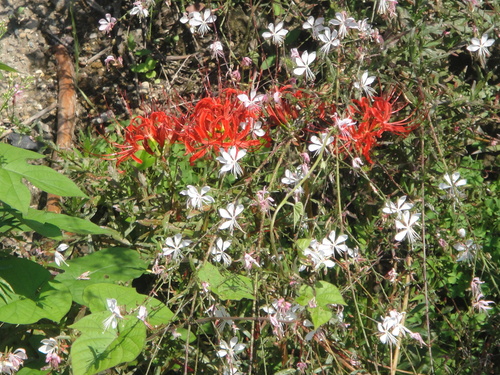 c0108460_2120464.jpg