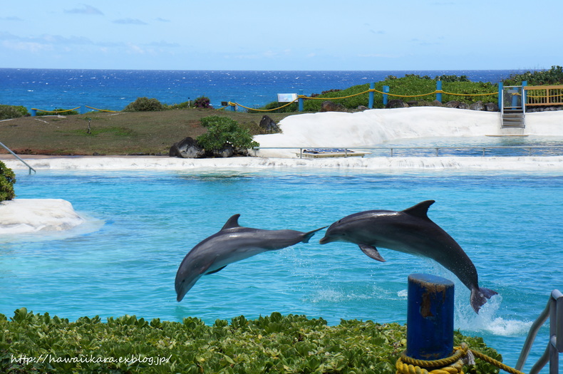 ここも初めて！Sea Life Park ⑤_e0277172_17231575.jpg