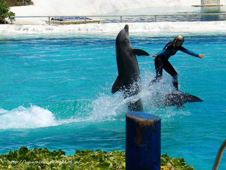 ここも初めて！Sea Life Park ⑤_e0277172_1733895.jpg