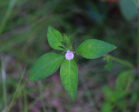 今日の「庭の草」キツネノマゴ_e0135073_043211.jpg