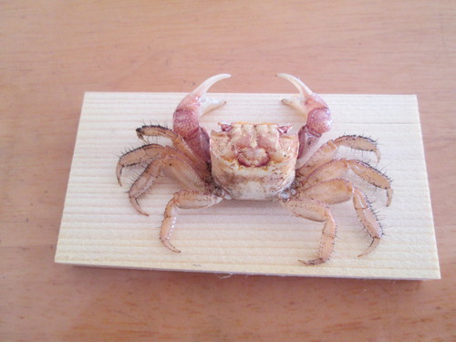極小クダヒゲガニ 標本 カニ 乾燥標本 甲殻類 身近な甲殻類図鑑