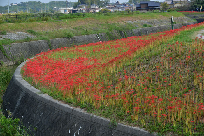 矢勝川のひがんばな(半田市）_a0250584_22391638.jpg