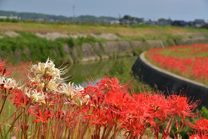 矢勝川のひがんばな(半田市）_a0250584_22394110.jpg