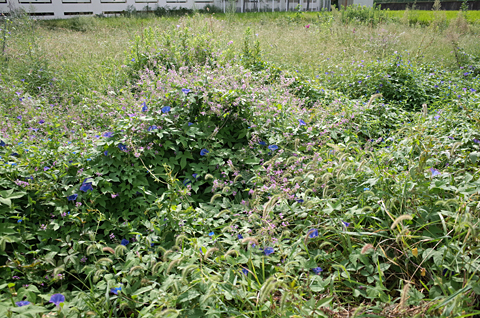 雲かるく 草たくましい秋_c0069903_740257.jpg