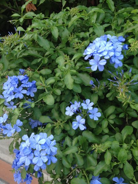 自然の青い Flower Supplement Flowering For The Comfort Living 日々の生活を 心を豊かにする花の世界
