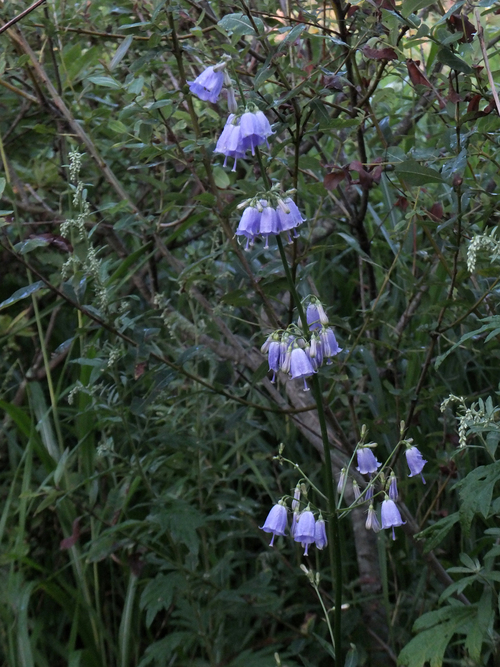 f0155808_21165765.jpg