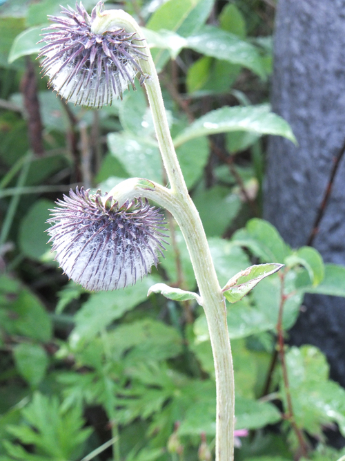 f0155808_2123537.jpg