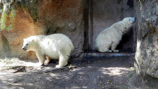 アメリカ・ニューヨーク州のバッファロー動物園に凝縮した新施設建設の問題 ~ 主役は来園者か動物たちか?_a0151913_22554724.jpg