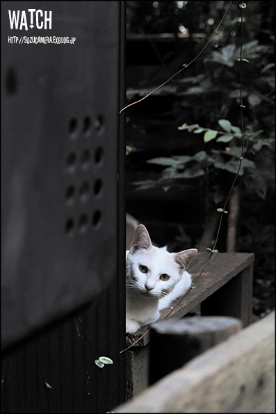 f0100215_2038659.png
