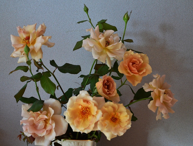 d0096422_15361188.jpg