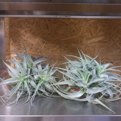 Tillandsia cacticola_d0170826_18214793.jpg