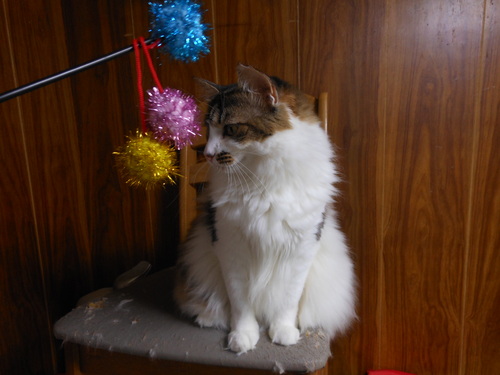 a0319840_1003086.jpg