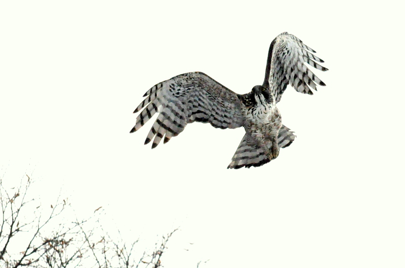 猛禽四天王 クマタカ オオタカ オジロワシ オオワシ 北海道の野鳥探索 Markeeのシマフクブログ