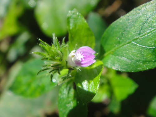c0108460_1737412.jpg