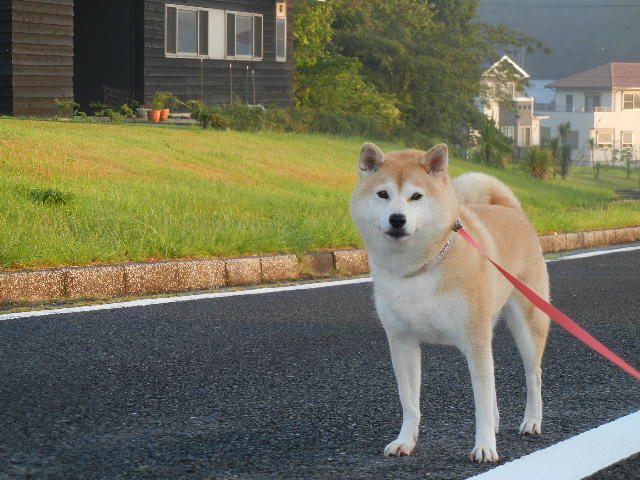’13,9,20(金)薬が効いたよ~!_f0060461_10394822.jpg