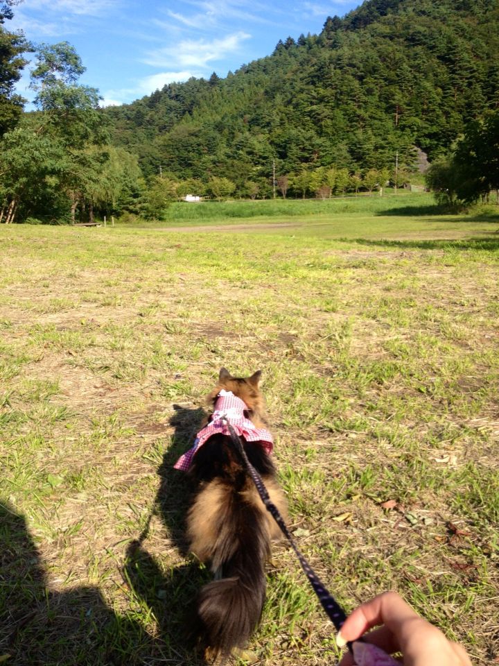 キャンプ ☆西湖_c0151965_0173496.jpg