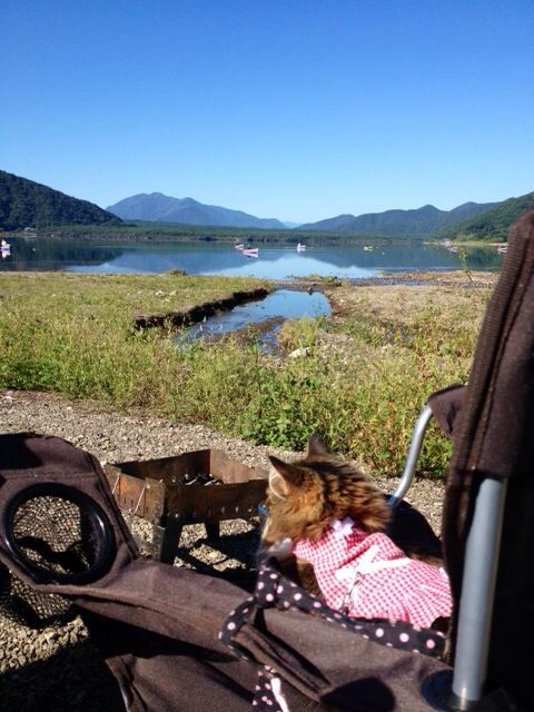 西湖☆キャンプ&猫カヤック♩_c0151965_13181854.jpg