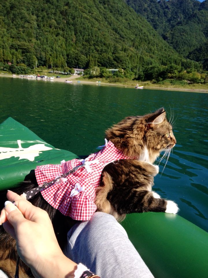 西湖☆キャンプ&猫カヤック♩_c0151965_13183050.jpg