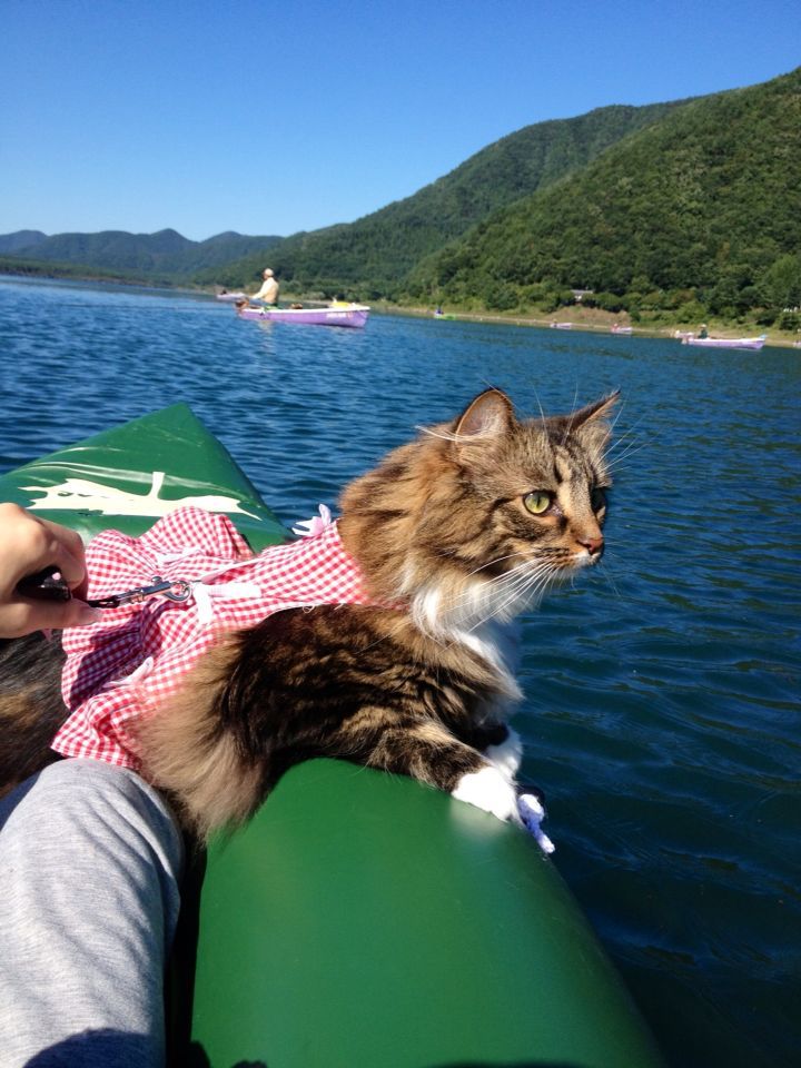 西湖☆キャンプ&猫カヤック♩_c0151965_13183337.jpg